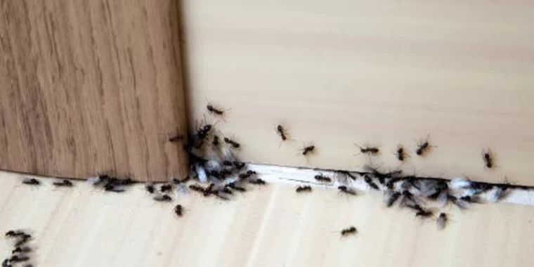 Get Rid Of Them Ants